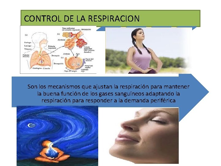 CONTROL DE LA RESPIRACION Son los mecanismos que ajustan la respiración para mantener la