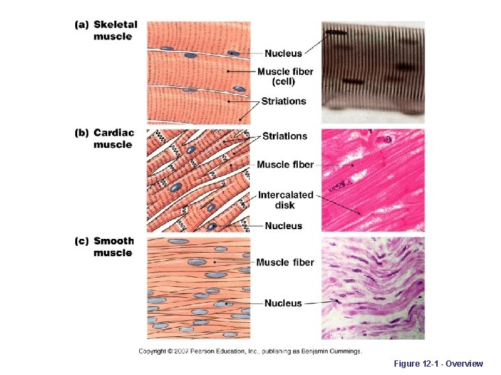 Figure 12 -1 - Overview 