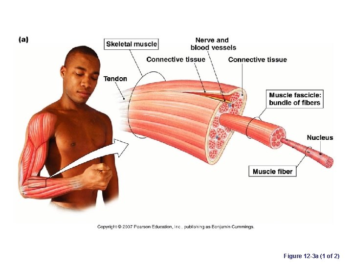 Figure 12 -3 a (1 of 2) 