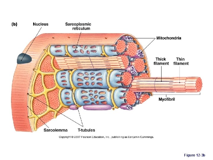 Figure 12 -3 b 