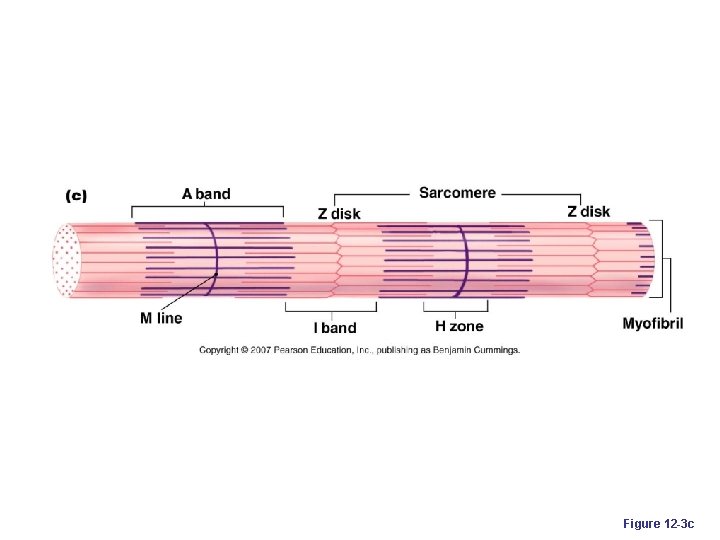 Figure 12 -3 c 