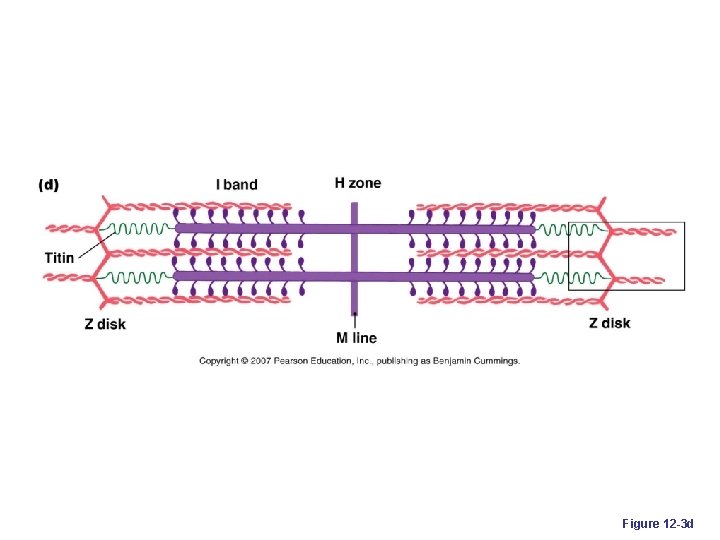 Figure 12 -3 d 