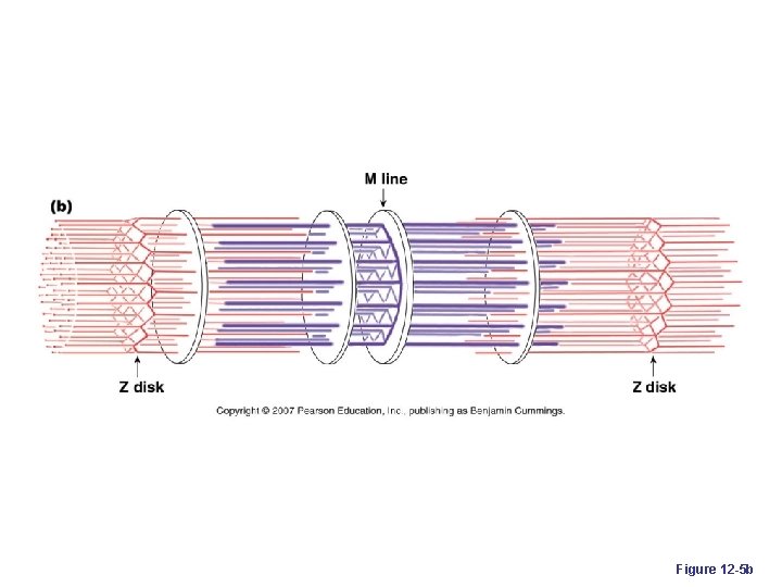 Figure 12 -5 b 