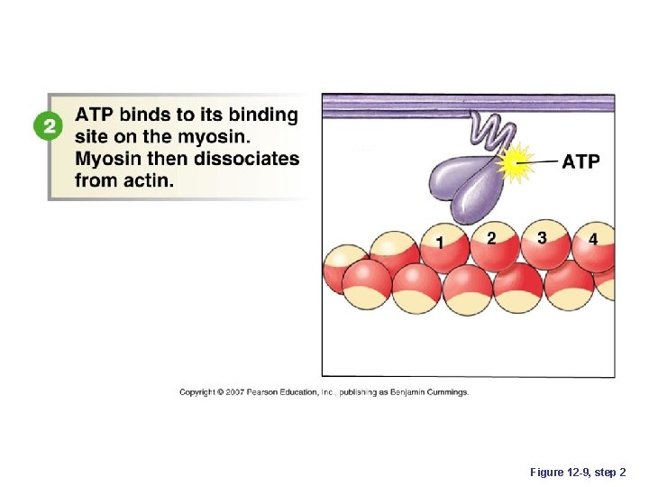 Figure 12 -9, step 2 