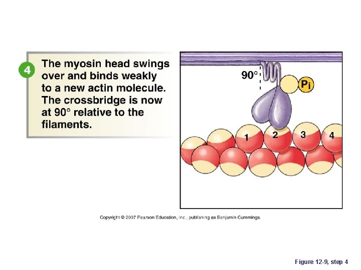 Figure 12 -9, step 4 