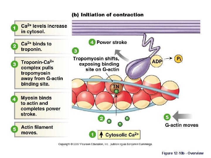 Figure 12 -10 b - Overview 