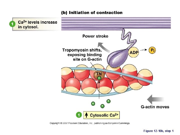 Figure 12 -10 b, step 1 