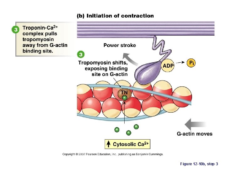 Figure 12 -10 b, step 3 