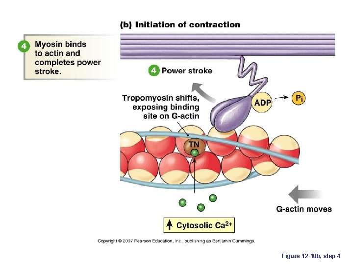 Figure 12 -10 b, step 4 