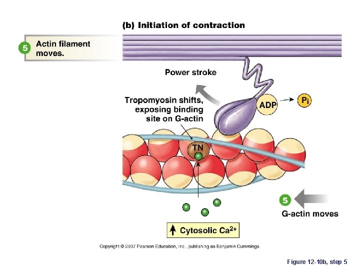 Figure 12 -10 b, step 5 
