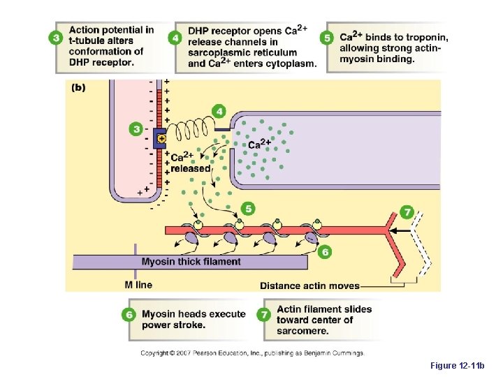 Figure 12 -11 b 