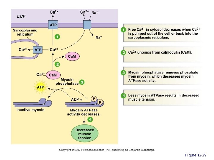 Figure 12 -29 