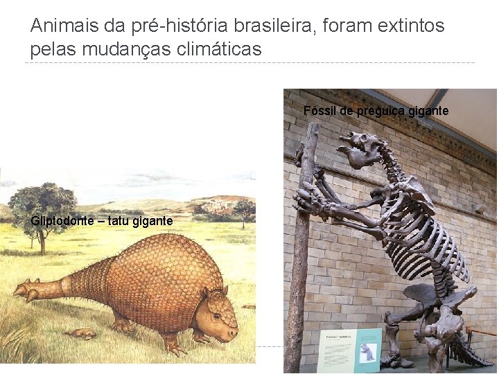 Animais da pré-história brasileira, foram extintos pelas mudanças climáticas Fóssil de preguiça gigante Gliptodonte