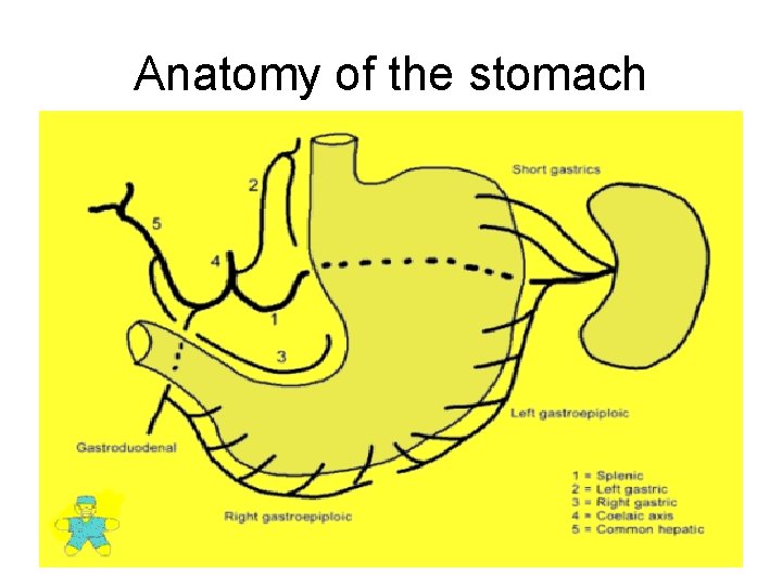 Anatomy of the stomach 