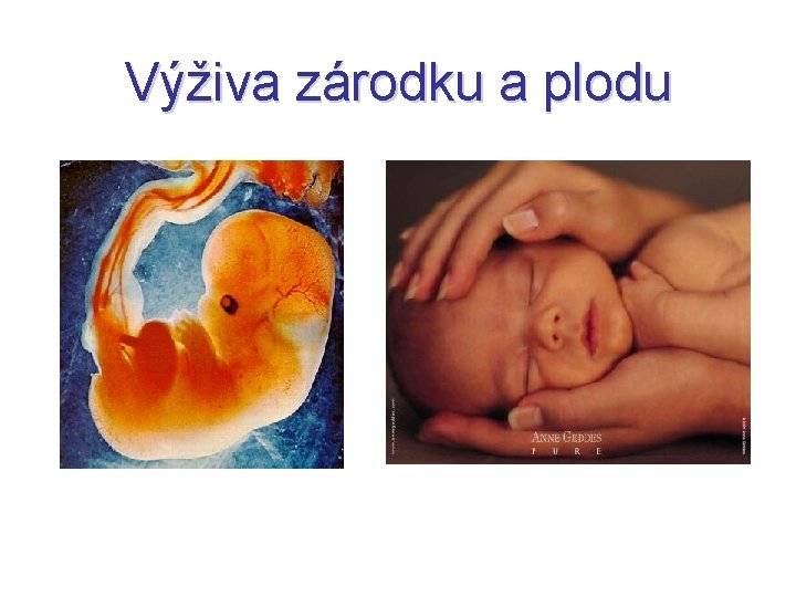 Výživa zárodku a plodu 