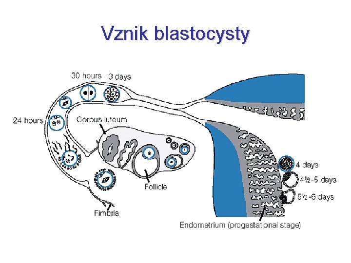 Vznik blastocysty 