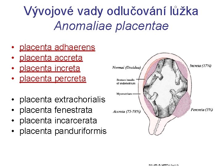 Vývojové vady odlučování lůžka Anomaliae placentae • • placenta adhaerens placenta accreta placenta increta