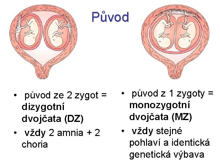 Původ • původ ze 2 zygot = dizygotní dvojčata (DZ) • vždy 2 amnia