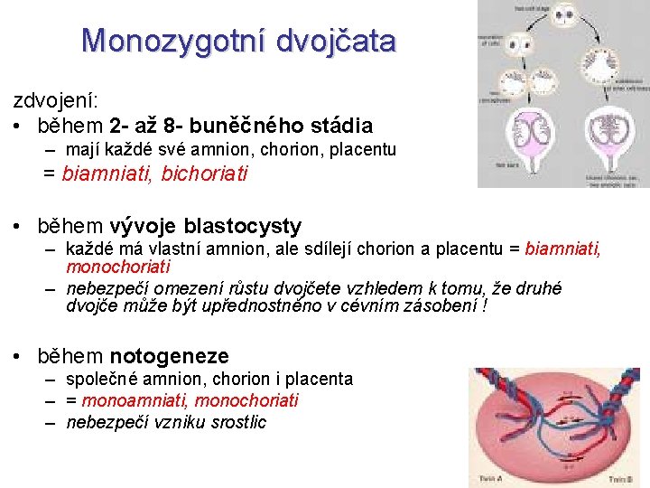 Monozygotní dvojčata zdvojení: • během 2 - až 8 - buněčného stádia – mají