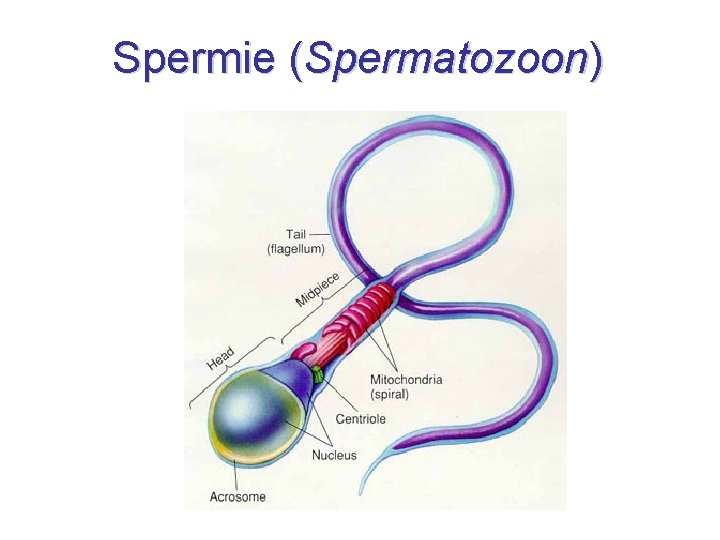 Spermie (Spermatozoon) 