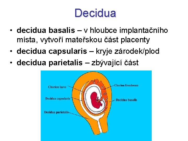 Decidua • decidua basalis – v hloubce implantačního místa, vytvoří mateřskou část placenty •