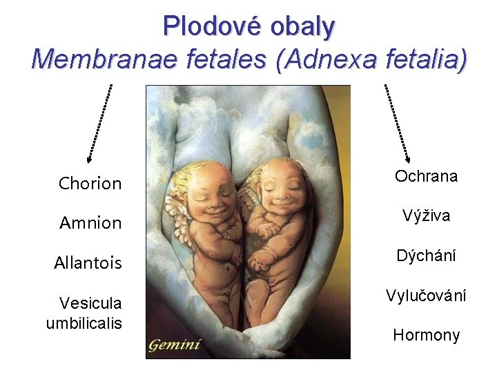 Plodové obaly Membranae fetales (Adnexa fetalia) Chorion Ochrana Amnion Výživa Allantois Dýchání Vesicula umbilicalis