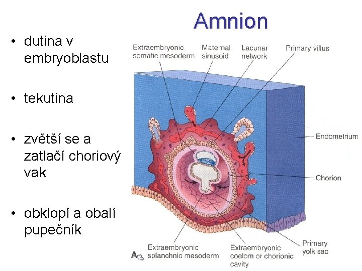  • dutina v embryoblastu • tekutina • zvětší se a zatlačí choriový vak