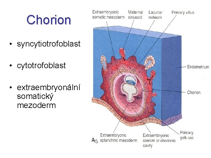 Chorion • syncytiotrofoblast • cytotrofoblast • extraembryonální somatický mezoderm 