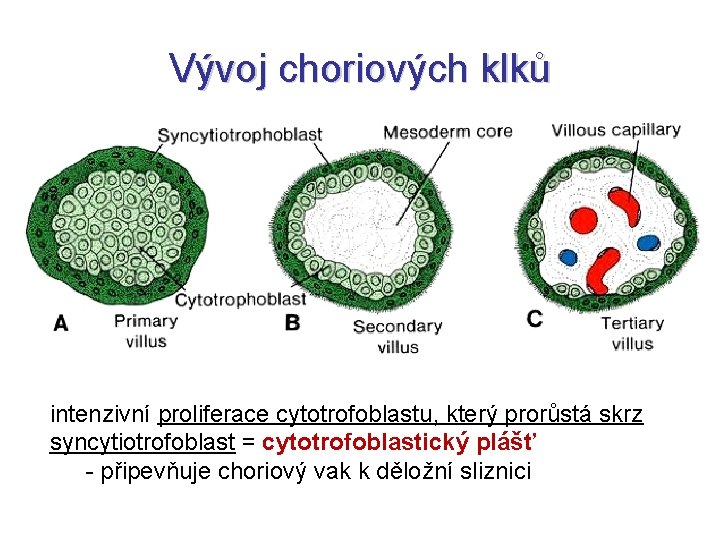 Vývoj choriových klků intenzivní proliferace cytotrofoblastu, který prorůstá skrz syncytiotrofoblast = cytotrofoblastický plášť -