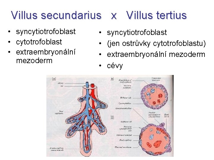 Villus secundarius x Villus tertius • syncytiotrofoblast • cytotrofoblast • extraembryonální mezoderm • •