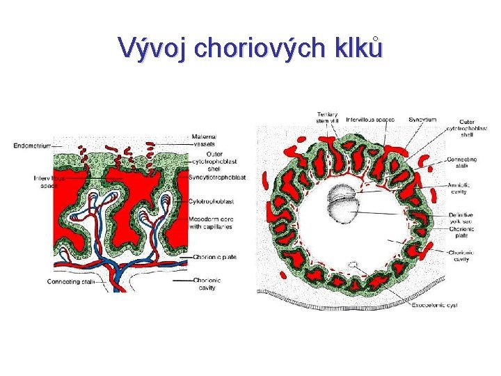 Vývoj choriových klků 