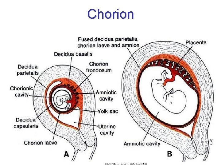 Chorion • decidua capsularis začne klky ve svém okolí utlačovat degenerují chorion laeve (hladká