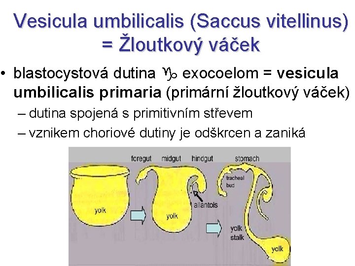 Vesicula umbilicalis (Saccus vitellinus) = Žloutkový váček • blastocystová dutina exocoelom = vesicula umbilicalis
