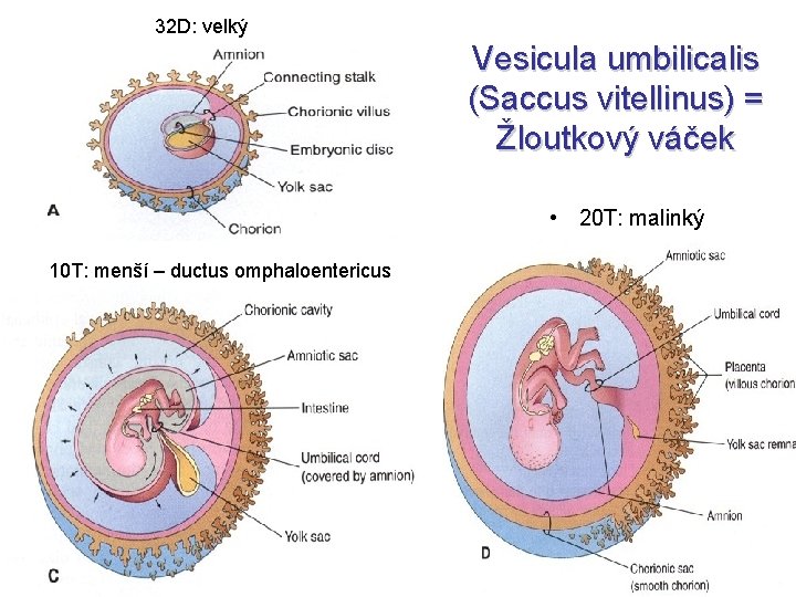 32 D: velký Vesicula umbilicalis (Saccus vitellinus) = Žloutkový váček • 20 T: malinký