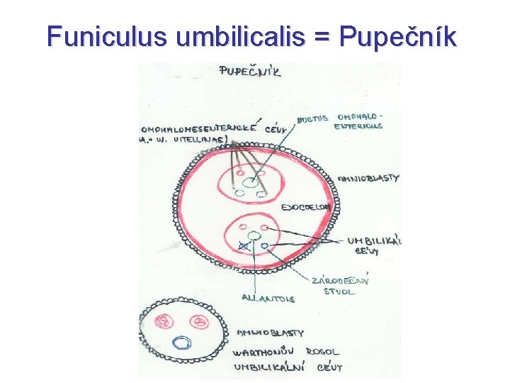 Funiculus umbilicalis = Pupečník 