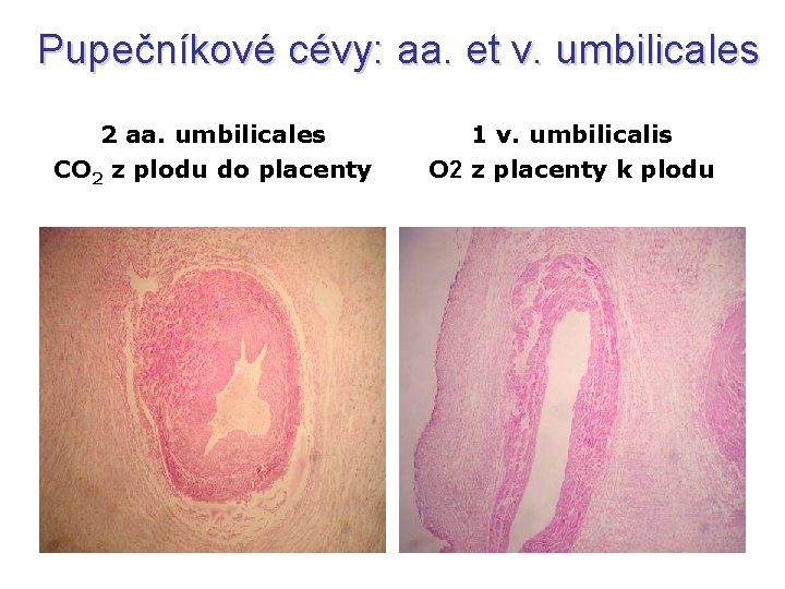 Pupečníkové cévy: aa. et v. umbilicales 2 aa. umbilicales CO 2 z plodu do