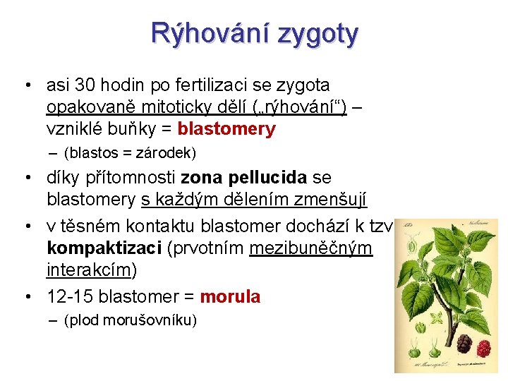 Rýhování zygoty • asi 30 hodin po fertilizaci se zygota opakovaně mitoticky dělí („rýhování“)