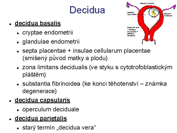 Decidua decidua basalis cryptae endometrii glandulae endometrii septa placentae + insulae cellularum placentae (smíšený