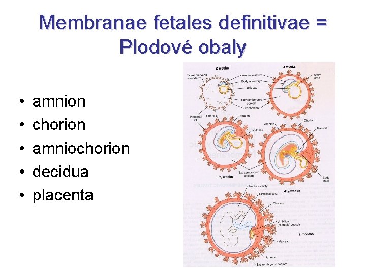Membranae fetales definitivae = Plodové obaly • • • amnion chorion amniochorion decidua placenta