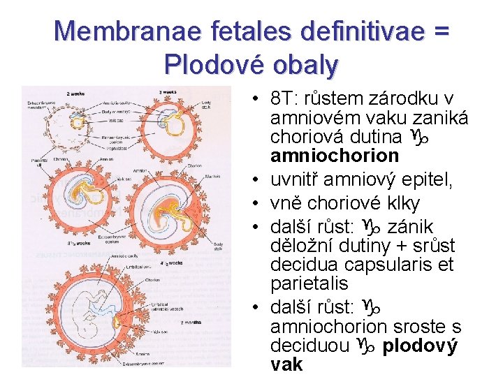 Membranae fetales definitivae = Plodové obaly • 8 T: růstem zárodku v amniovém vaku