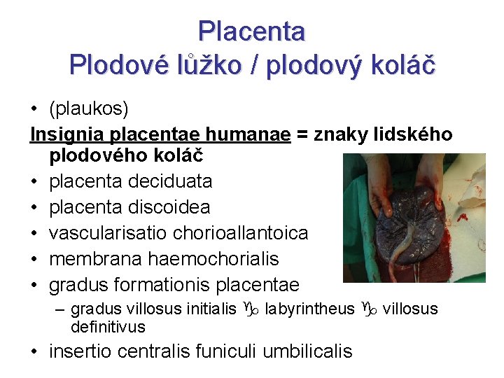 Placenta Plodové lůžko / plodový koláč • (plaukos) Insignia placentae humanae = znaky lidského