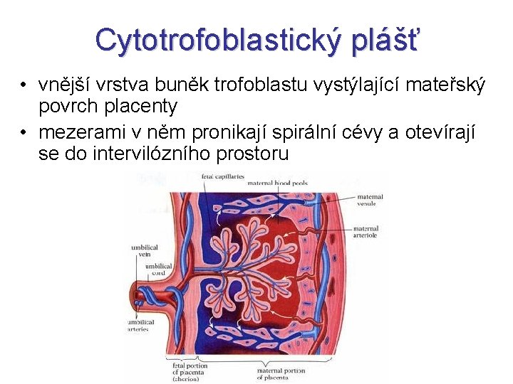 Cytotrofoblastický plášť • vnější vrstva buněk trofoblastu vystýlající mateřský povrch placenty • mezerami v