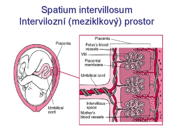 Spatium intervillosum Intervilozní (meziklkový) prostor 