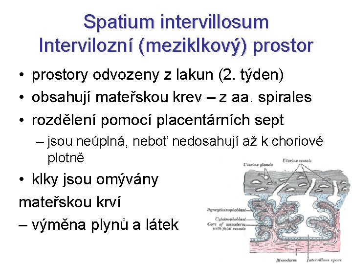 Spatium intervillosum Intervilozní (meziklkový) prostor • prostory odvozeny z lakun (2. týden) • obsahují