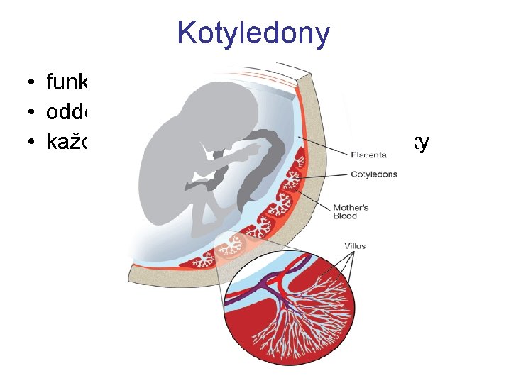 Kotyledony • funkční jednotka placenty • odděleny placentárními septy • každý kotyledon má 2