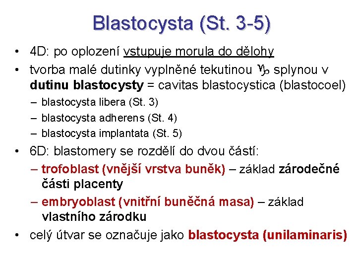 Blastocysta (St. 3 -5) • 4 D: po oplození vstupuje morula do dělohy •