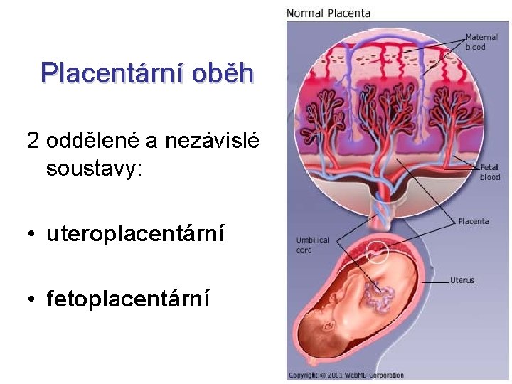 Placentární oběh 2 oddělené a nezávislé soustavy: • uteroplacentární • fetoplacentární 