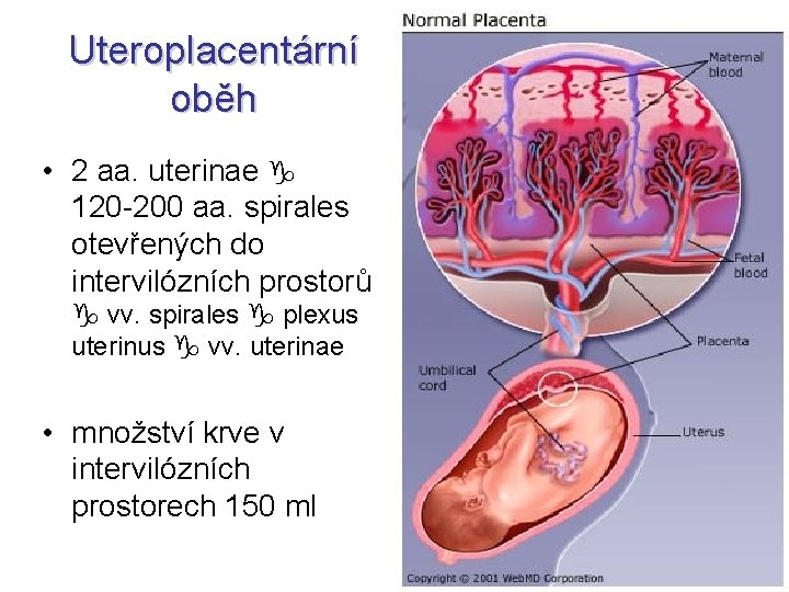 Uteroplacentární oběh • 2 aa. uterinae 120 -200 aa. spirales otevřených do intervilózních prostorů