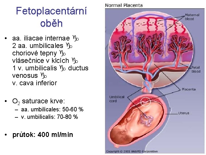 Fetoplacentární oběh • aa. iliacae internae 2 aa. umbilicales choriové tepny vlásečnice v klcích