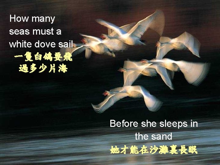 How many seas must a white dove sail 一隻白鴿要飛 過多少片海 Before she sleeps in